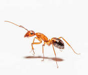 Ant