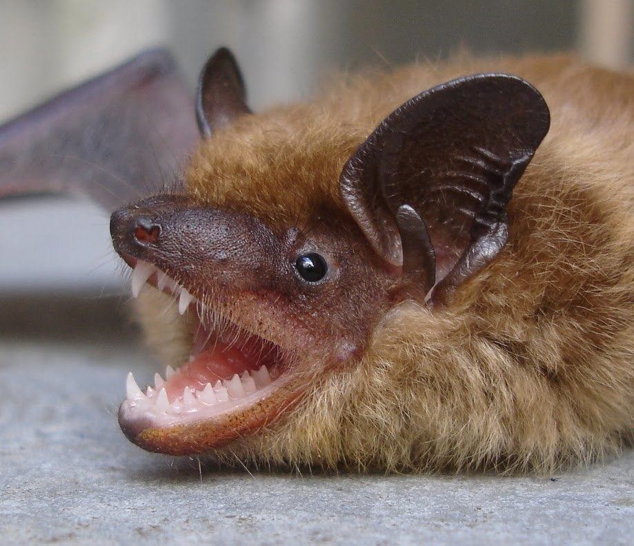 Bat