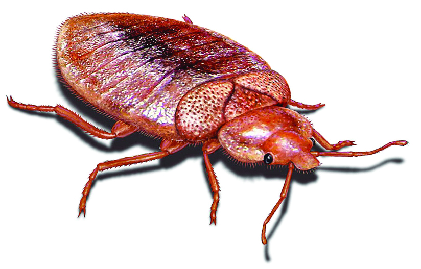 Bed Bug