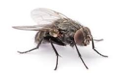 Fly
