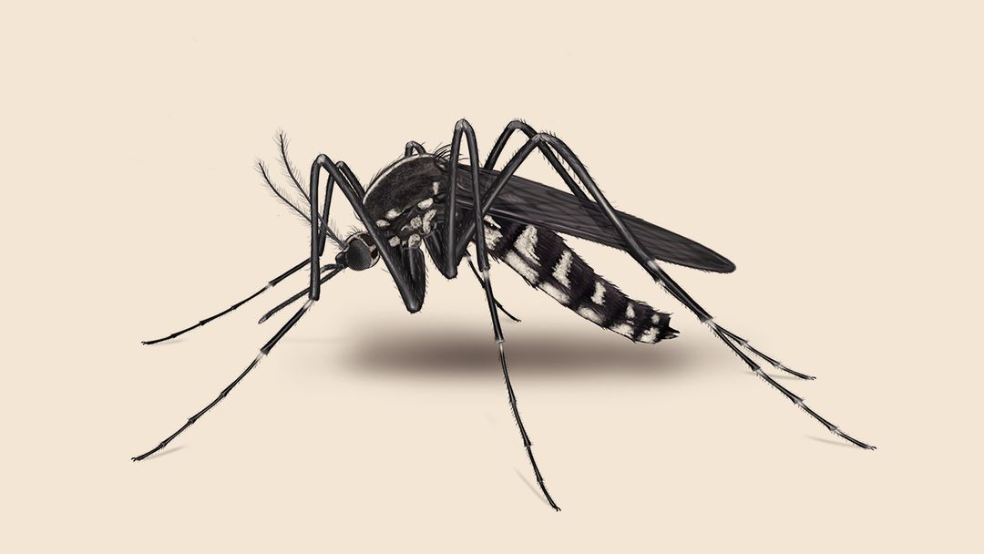 Mosquito
