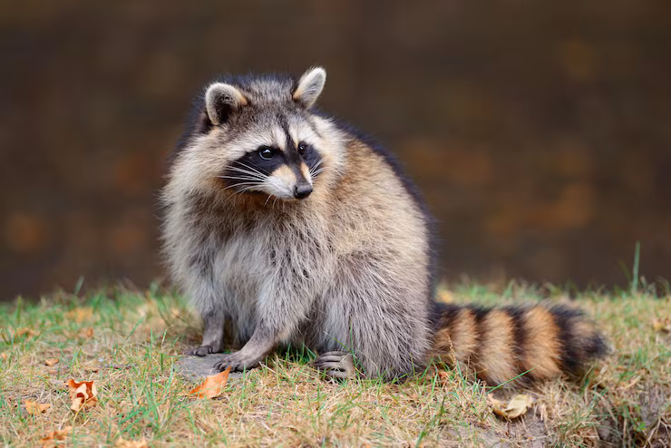Raccoon, one of many nuisance animal species handled