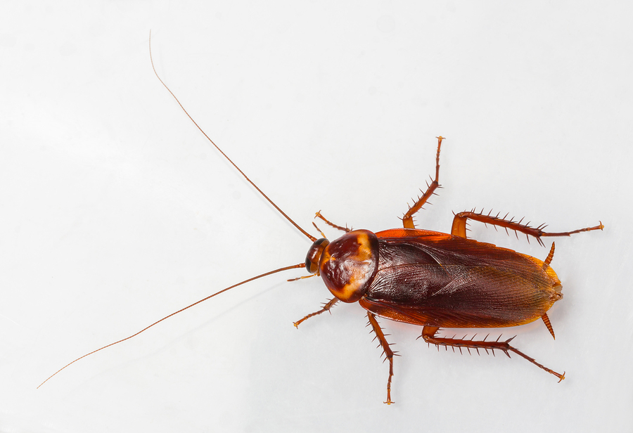 Cockroach