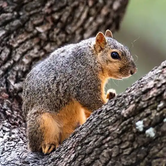 Squirrel