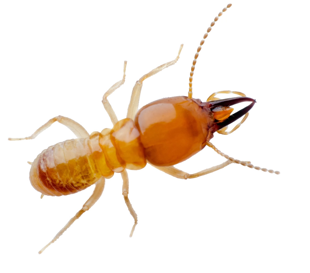 Termite