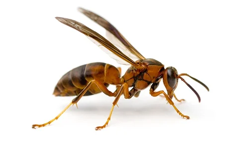 Stinging insect