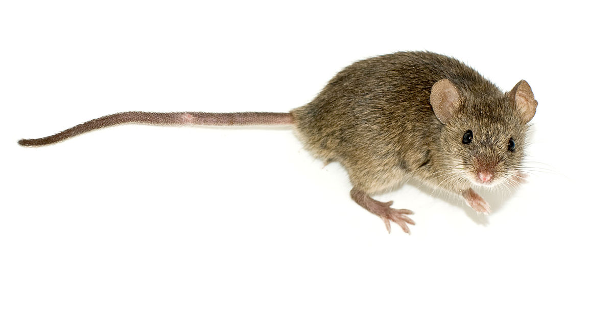 Rodent